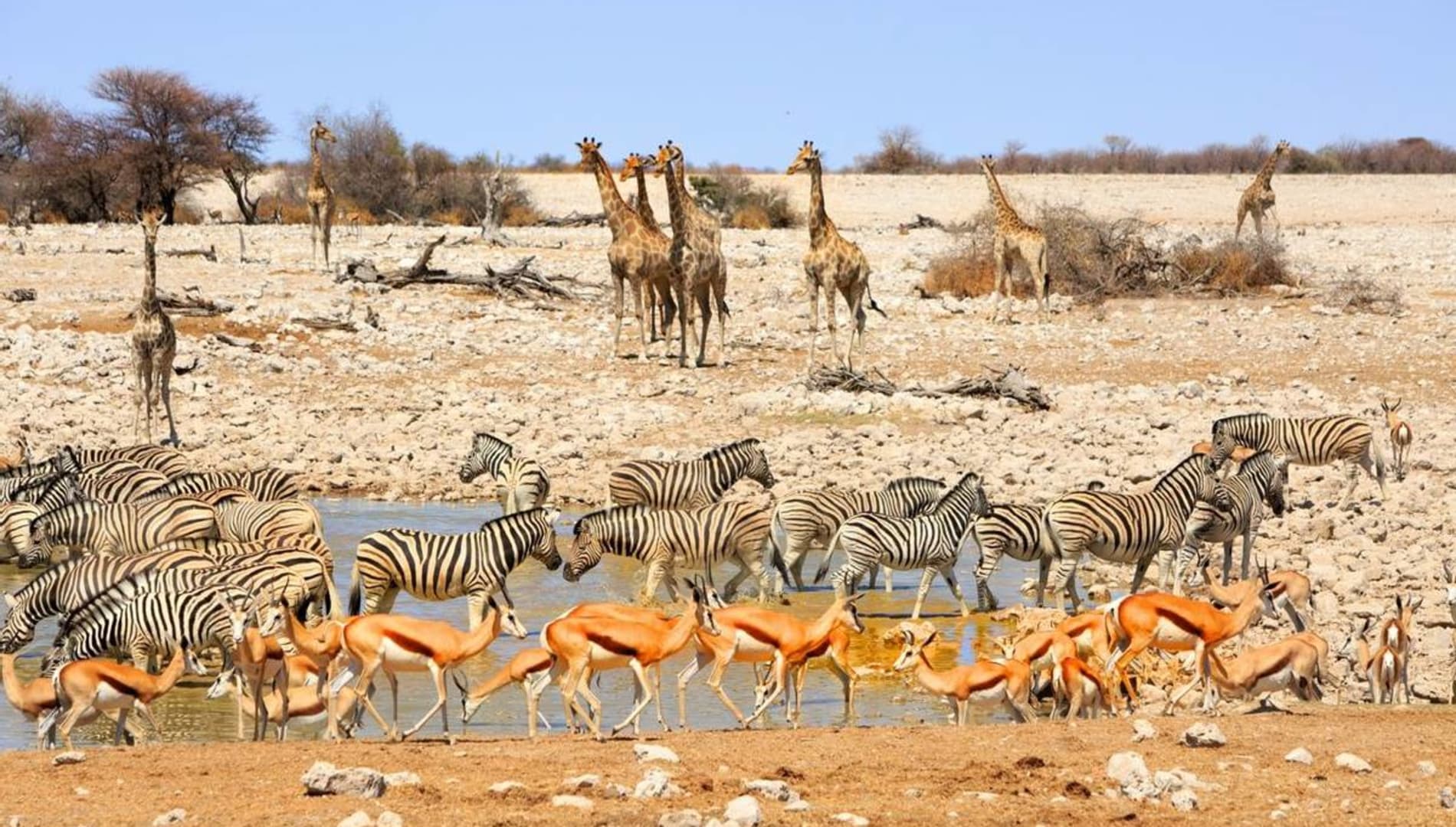 Namibia Safari From Spain: Everything you need to know