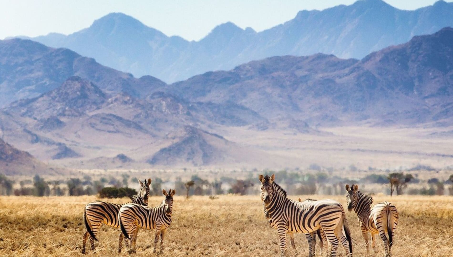 Namibia Safari from USA: Everything you need to know