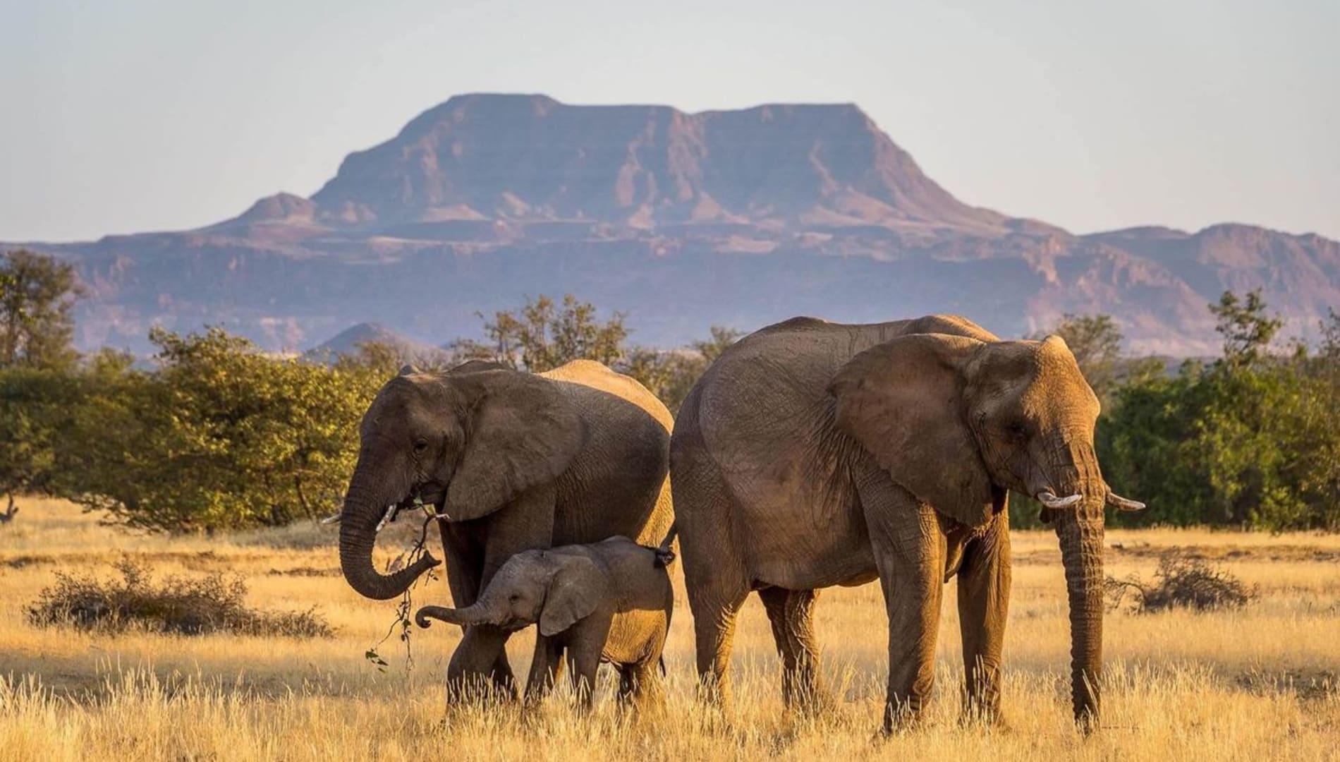 Namibia Safari Myths Debunked: Separating Fact from Fiction