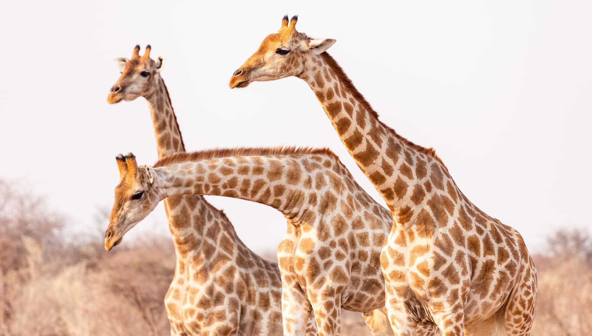 Namibian Highlights Guided Safari