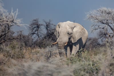 5 Iconic Animals You Can Spot On a Namibian Safari