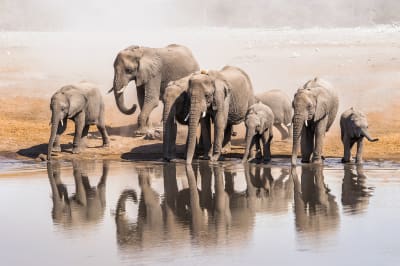 Namibia Safari Incentive Travel Packages: How to book and more
