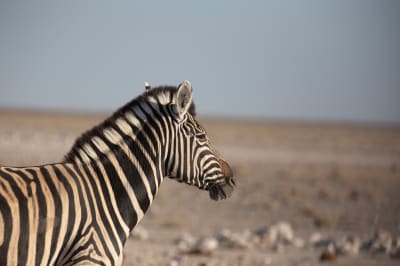 Safari Dictionary: A guide to all the Namibia Safari Lingo You Need to Know