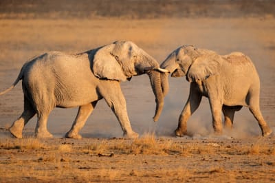 Why cruise lovers should consider a Namibia Safari adventure