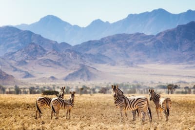 Namibia Safari from Italy: Everything You Need to Know
