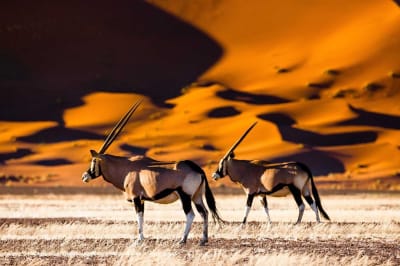 Namibia Safari Luxury Group Activities 2023: Bonding Experiences for Friends & Families