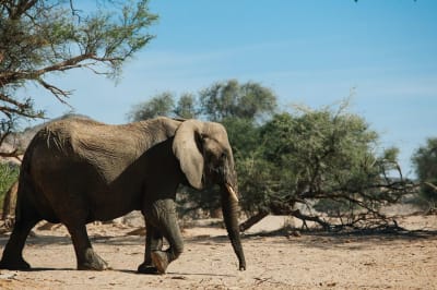 Beyond Horizons: Namibia's Desert Wildlife Safari Adventure