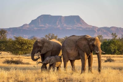 Namibia Safari Myths Debunked: Separating Fact from Fiction