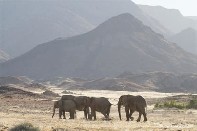 13 Day Untamed Namibia Scheduled Tour Explorer - DAY 6, 7 & 8: Damaraland