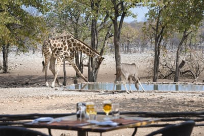 21 Day Namibia & Zanzibar Self-Drive Luxury Safari - DAY 10: Etosha South