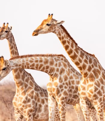 Namibian Highlights Guided Safari