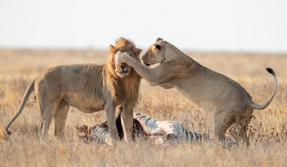 Etosha National Park Lions Eating