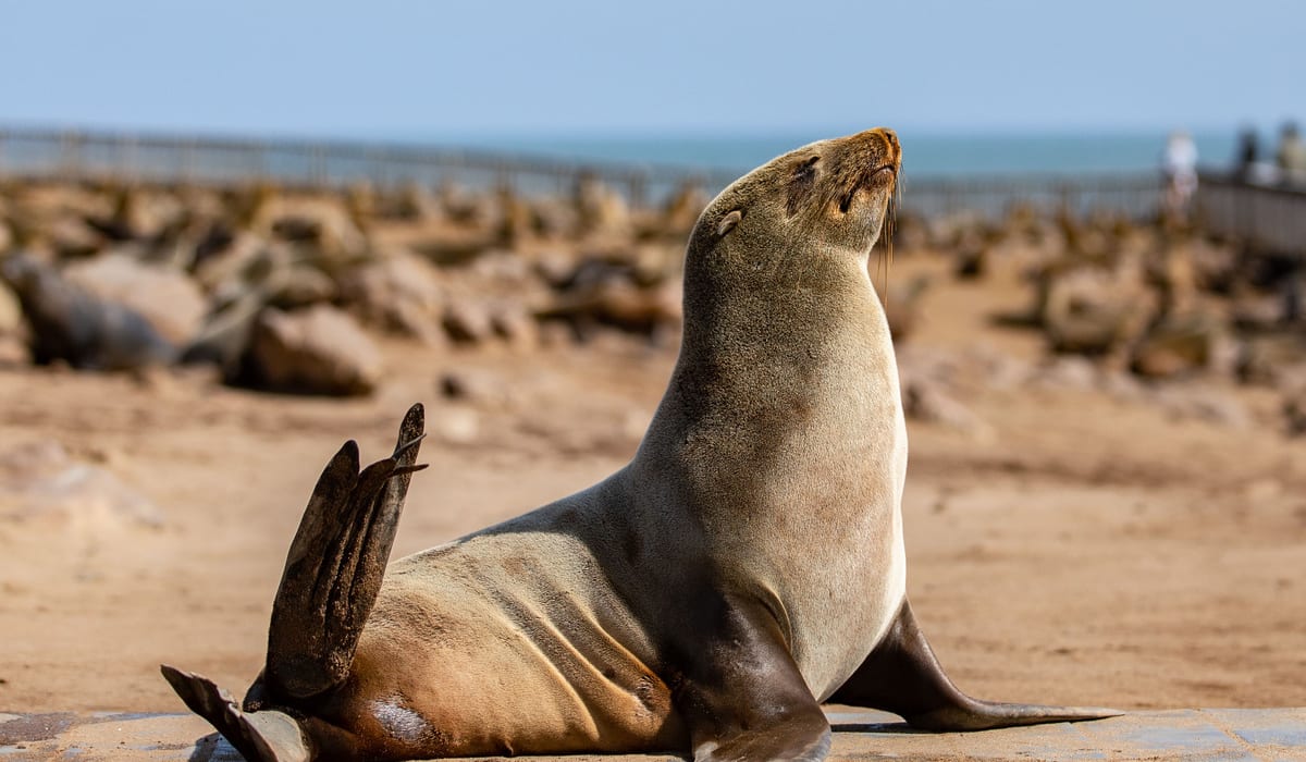Cape Fur Seals at Cape Cross