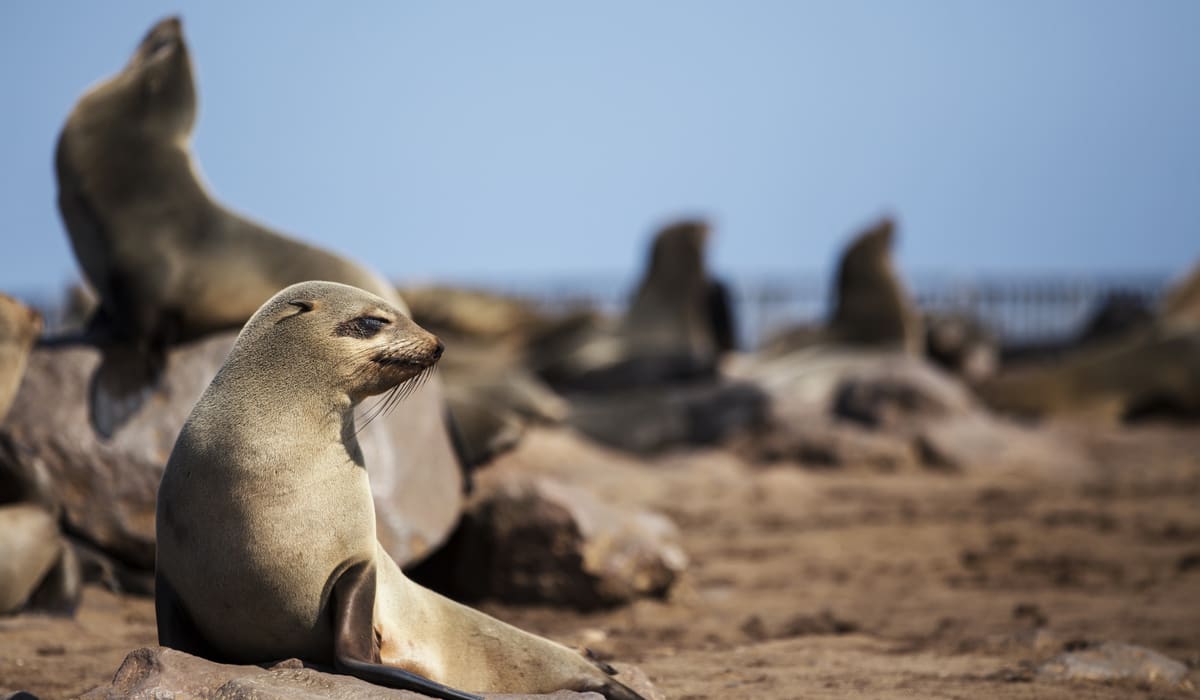 Greet the Seals at Cape Cross