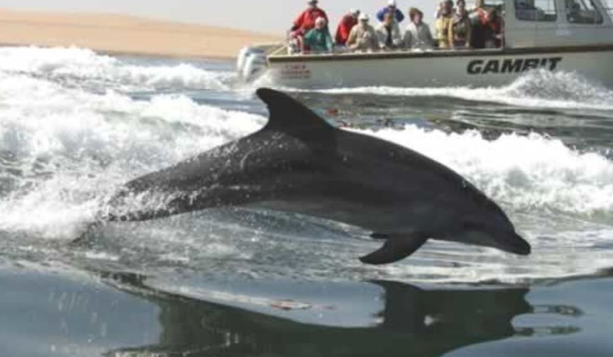 Dolphin Spotting in Namibia