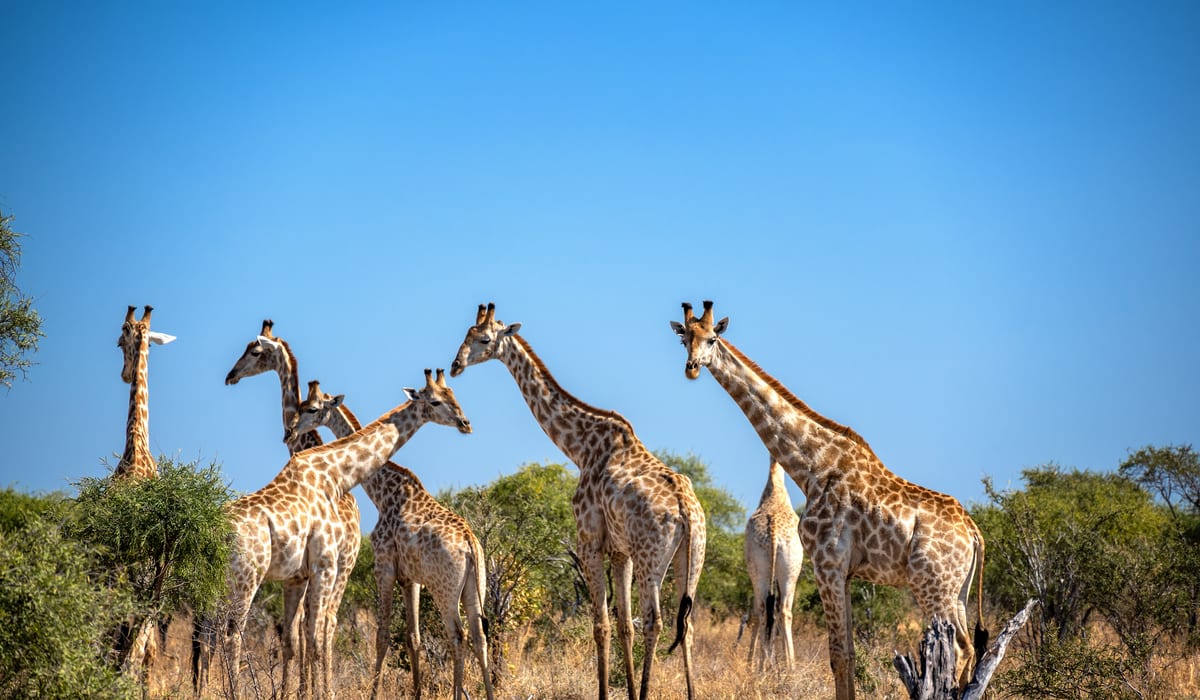 Namibia Safari vs Kenya Safari Wildlife Comparison