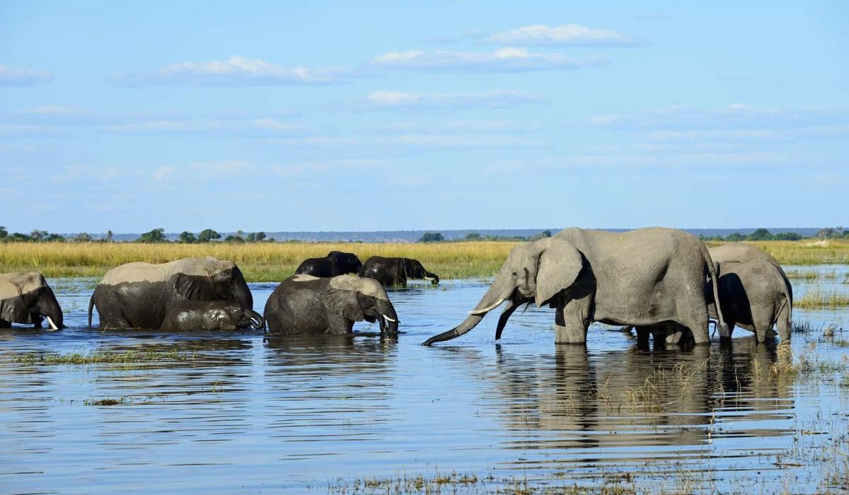 Prime Seasons for a Botswana Safari