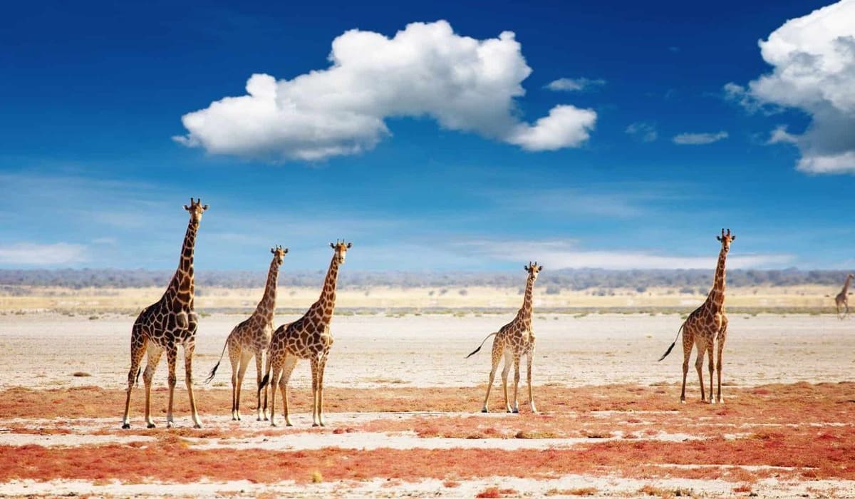 Top Activities on a Namibia Safari