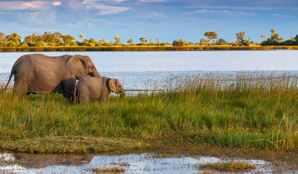 Exploring the History, Highlights & Attractions of the Okavango Delta