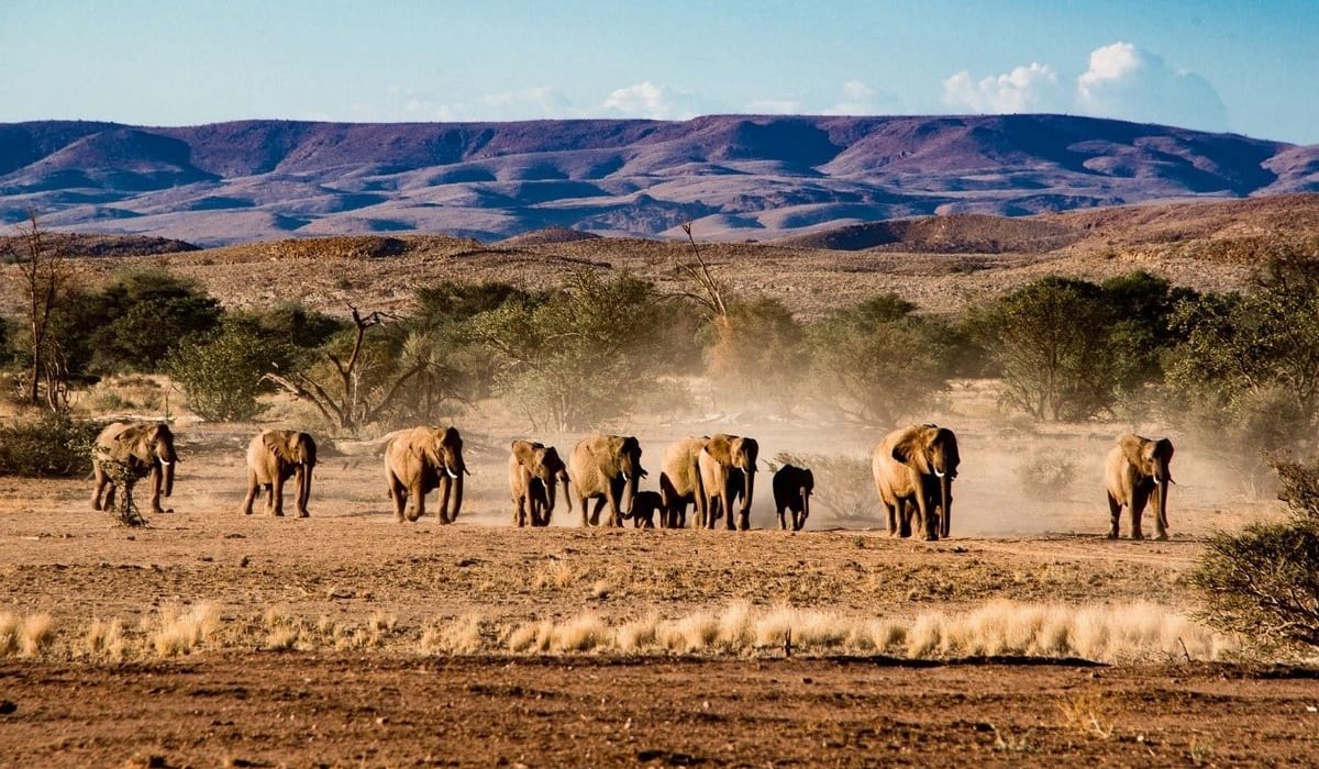 Best Namibia Safari Group Activities for 2023/2024