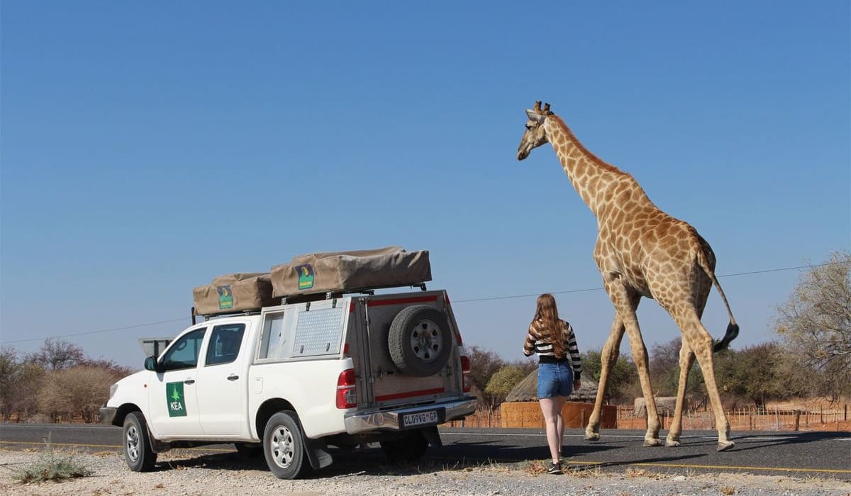 Best Lodges in Namibia for Desert-Adapted Wildlife Encounters