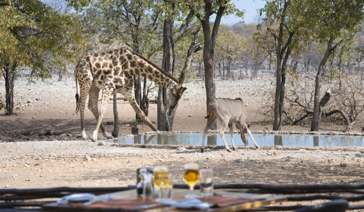 10 Day Namibia Honeymoon Self-Drive Safari - DAY 7 & 8: Etosha