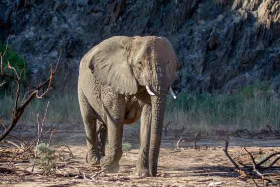 Track Elephants in Damaraland