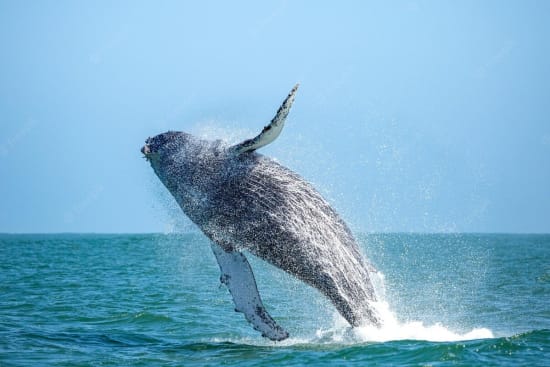 Whale Spotting in Namibia
