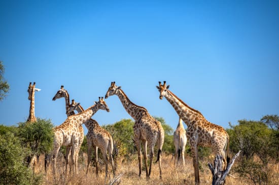 Namibia Safari vs Kenya Safari Wildlife Comparison