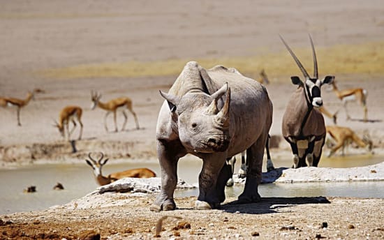 Booking Your Namibia Safari: Choosing the Right Operator