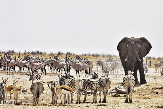 Best Destinations in Namibia for Private Game Drives
