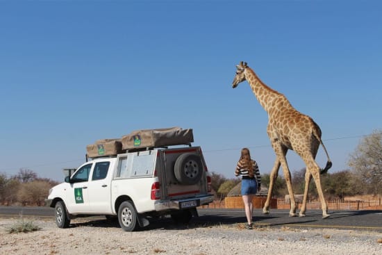Best Lodges in Namibia for Desert-Adapted Wildlife Encounters