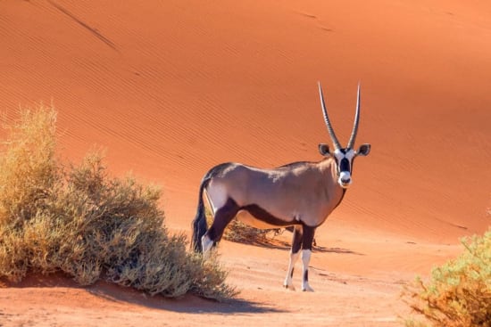 Namibia’s Most Popular Desert Adapted Wildlife