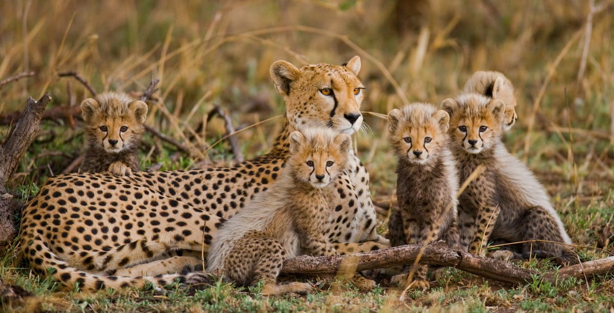 The South African Cheetah (aka The Namibian Cheetah)