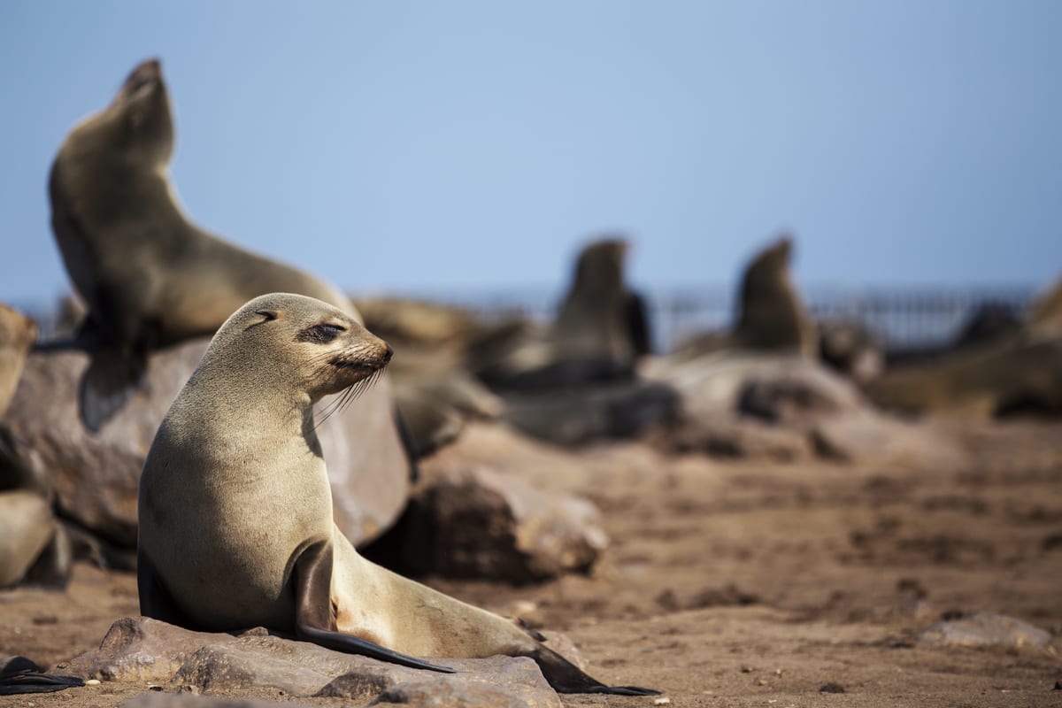 Greet the Seals at Cape Cross