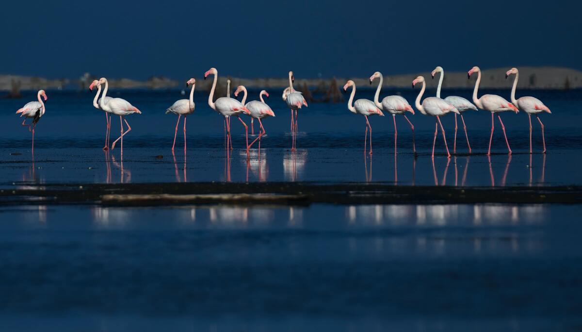 Visit the Flamingos in Walvis Bay