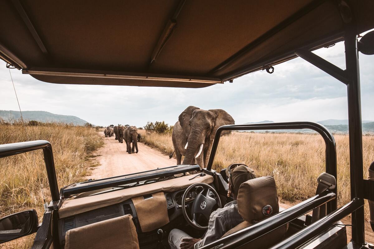 Private Guided Safari Benefits