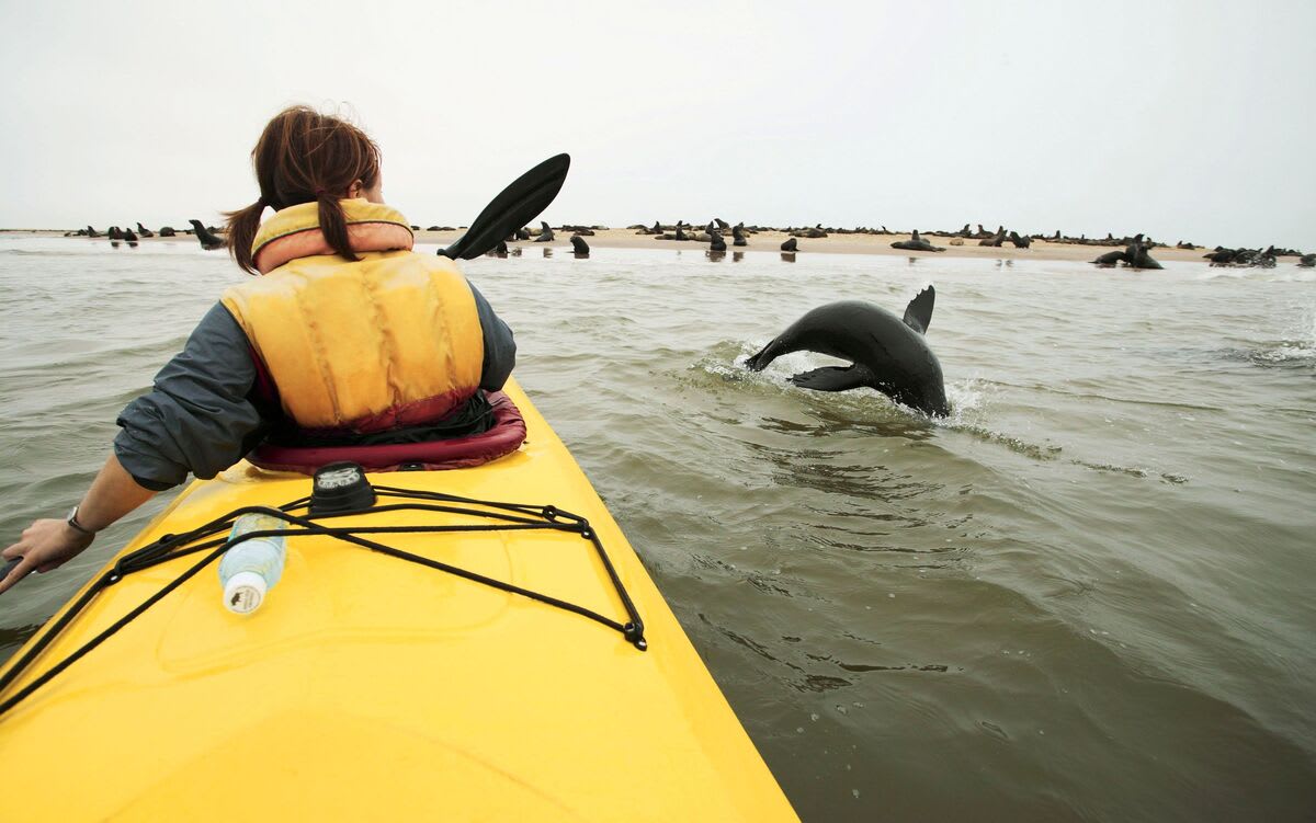 Kayak with the seals at Walvis Bay