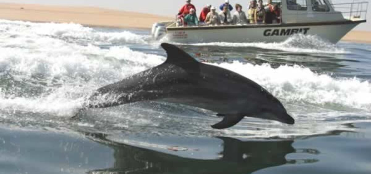 Dolphin Spotting in Namibia
