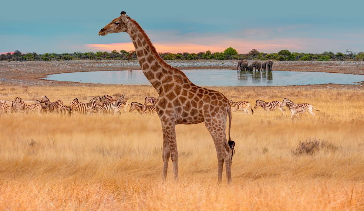 Luxury Short Break Safari Activities Namibia