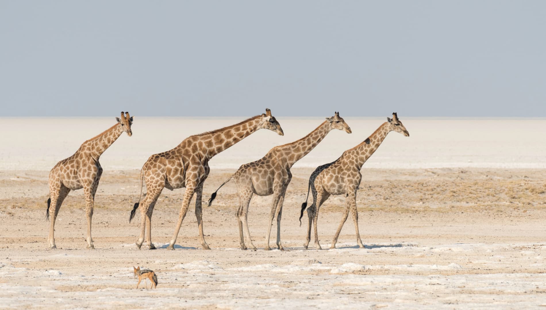 An Ultimate Guide to Etosha National Park