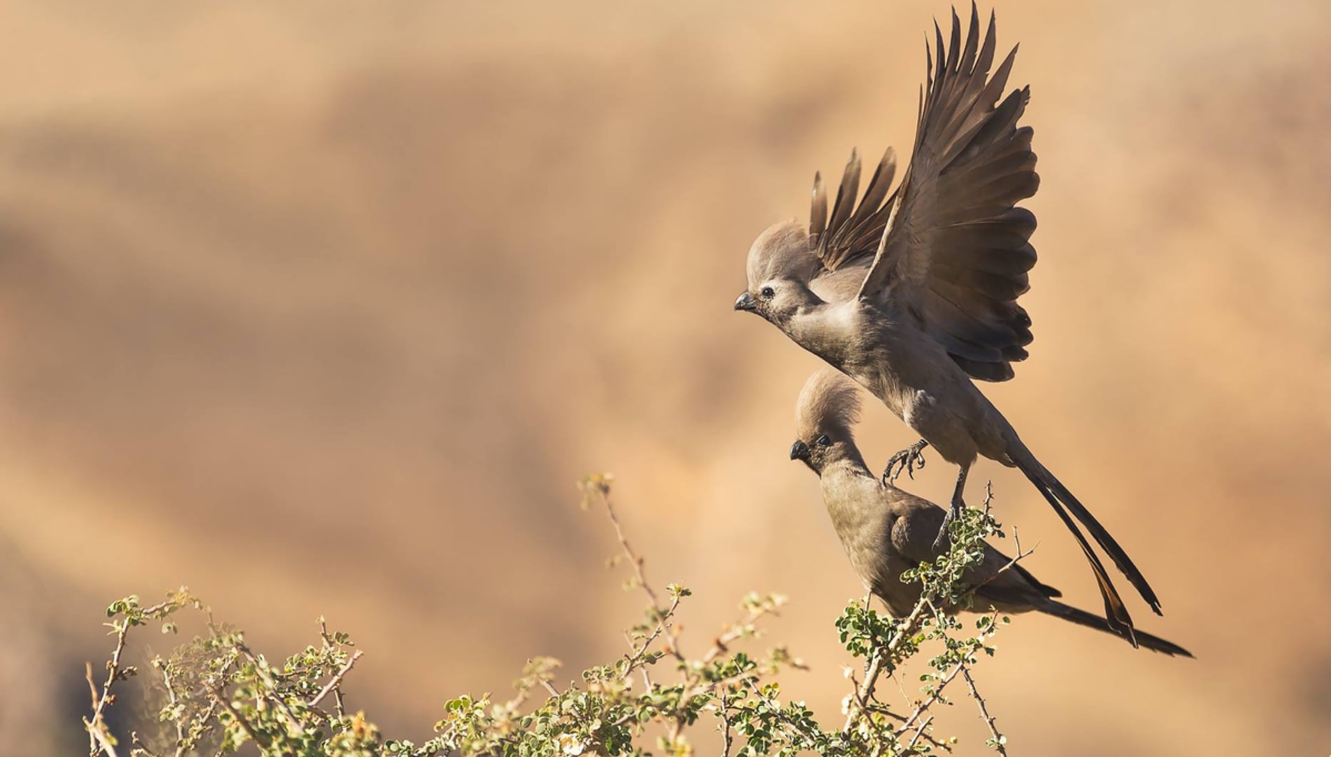 The Ultimate Guide to Birdwatching in Namibia