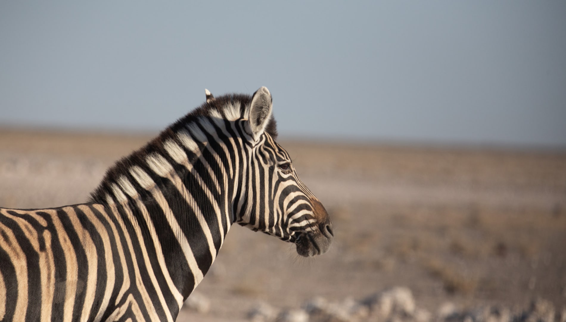 Safari Dictionary: A guide to all the Namibia Safari Lingo You Need to Know