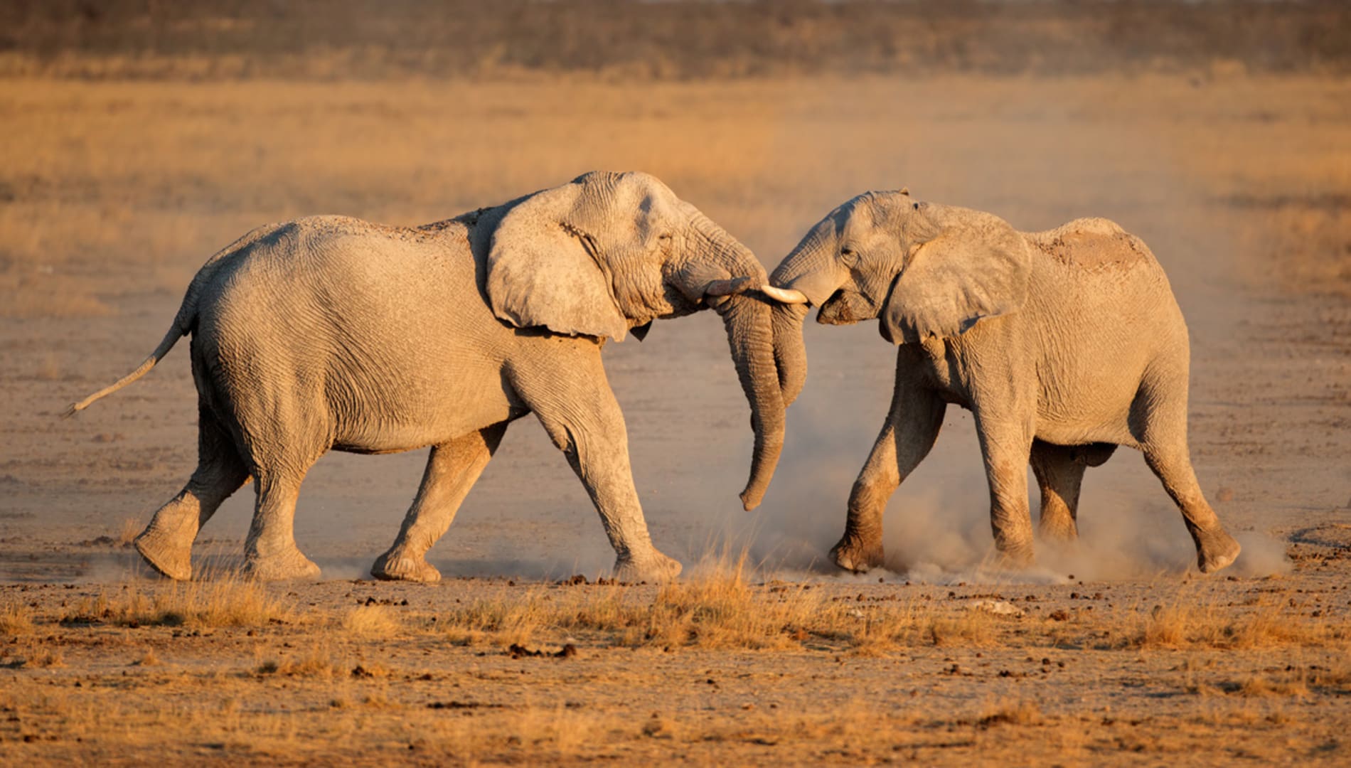 Why cruise lovers should consider a Namibia Safari adventure