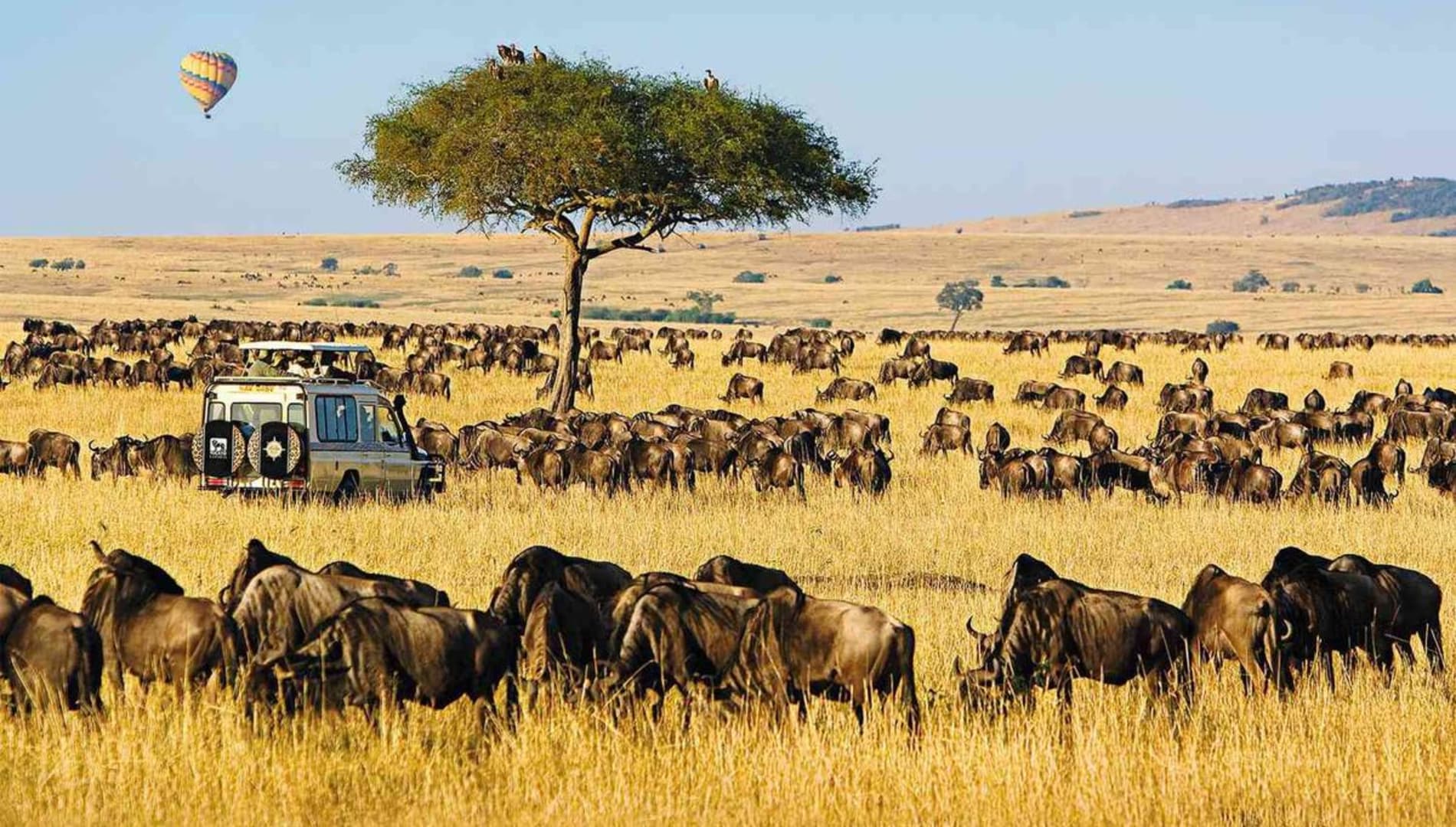 Curating Your Dream Safari: Customisable Luxury Group Tours in Namibia