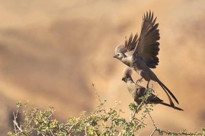 The Ultimate Guide to Birdwatching in Namibia