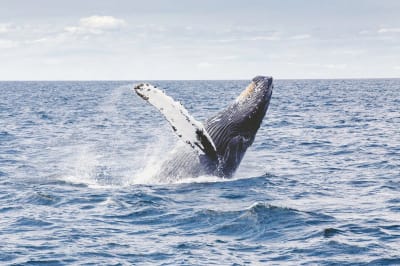 Dolphin and Whale Spotting in Namibia