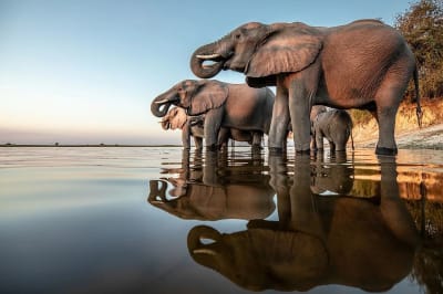 Chobe National Park Safaris: A world of luxury and untold adventure awaits