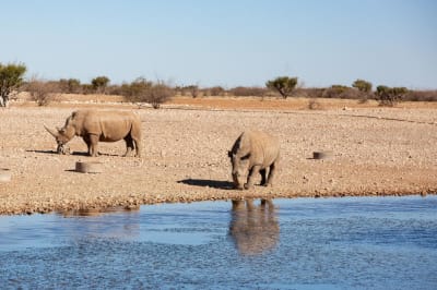 10 Day Namibia Honeymoon Self-Drive Safari - DAY 1: Kalahari