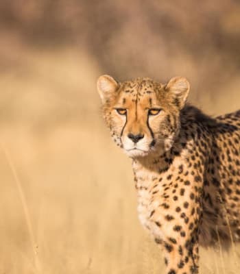 Namibia Highlights Safari